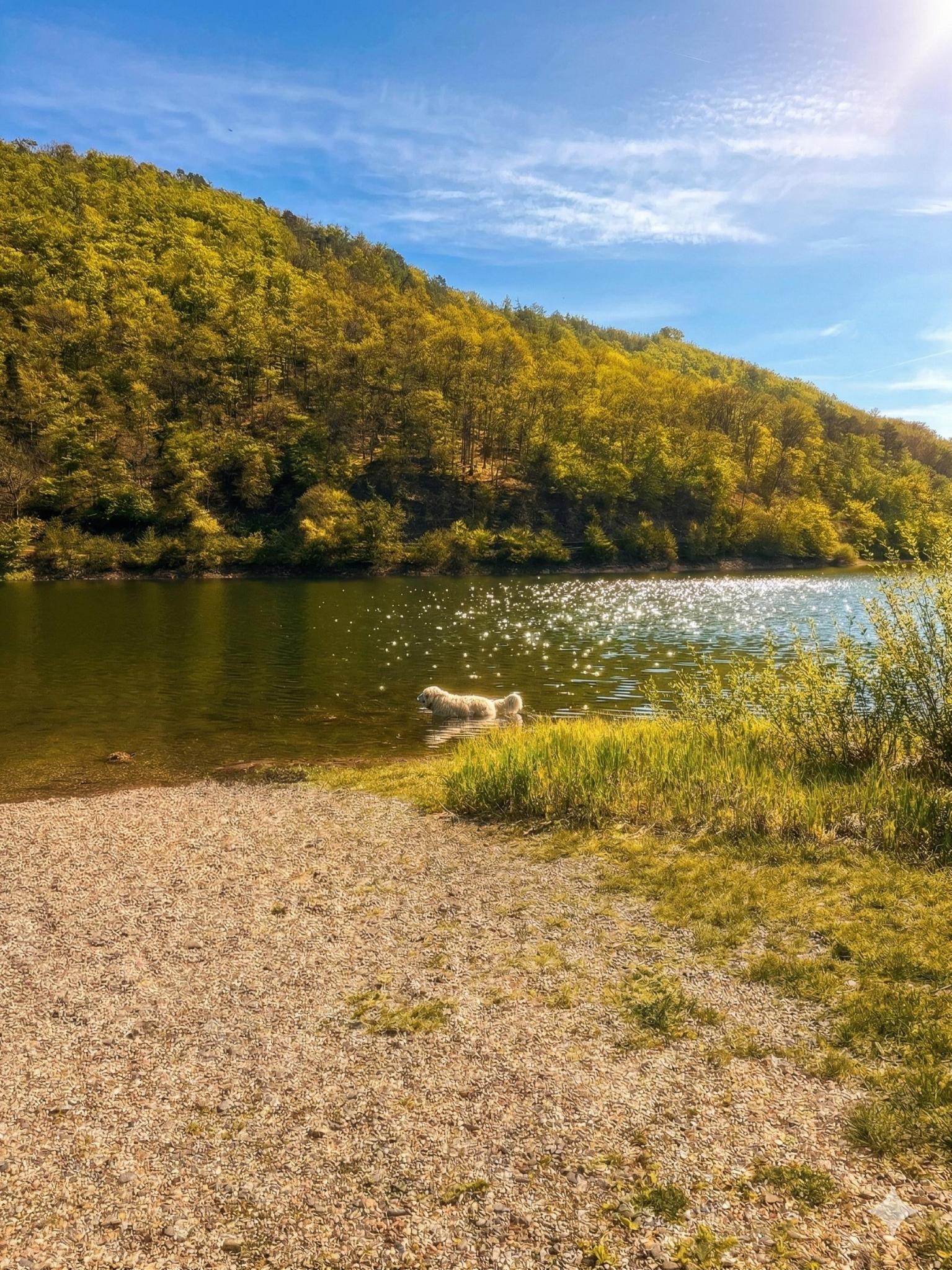 Hund läuft durch das Wasser – leuchtender See und viele Bäume im Hintergrund